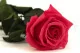 Rose stabilis&eacute;e sur tige 30 cm Rose Fonc&eacute; - Bo&icirc;te cadeau individuelle (x25) 4