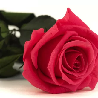 Konservierte Rose mit 30 cm Stiel Dunkelrosa - Einzelne Geschenkbox (x25)