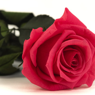 Roses on stem preserved 30cm - Gift Box 25 Units - Dark Pink