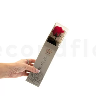 Konservierte Rose mit 30 cm Stiel Rot - Einzelne Geschenkbox (x25)