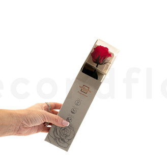 Rosen mit St&auml;ngel konserviert 30 cm - Gift Box 25 St&uuml;ck - Rot