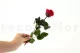 Konservierte Rose mit 30 cm Stiel Rot - Einzelne Geschenkbox (x25) 4