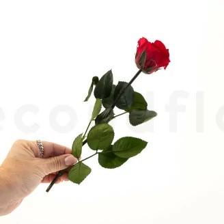 Konservierte Rose mit 30 cm Stiel Rot - Einzelne Geschenkbox (x25)