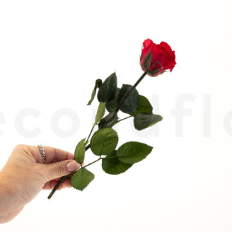 Rosen mit St&auml;ngel konserviert 30 cm - Gift Box 25 St&uuml;ck - Rot