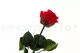 Rosa preservada con tallo 30 cm Rojo - Caja regalo individual (x25) 7