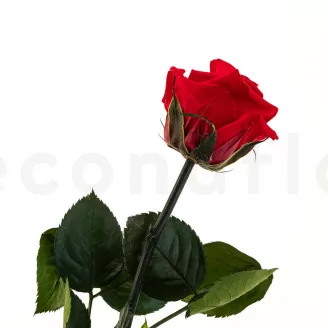 Preserved Rose on stem 30 cm Red - Individual Gift Box (x25)