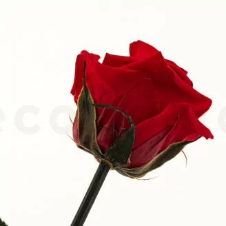 Konservierte Rose mit 30 cm Stiel Rot - Einzelne Geschenkbox (x25)