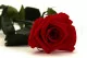 Preserved Rose on stem 30 cm Red - Individual Gift Box (x25) 10