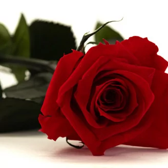 Preserved Rose on stem 30 cm Red - Individual Gift Box (x25)