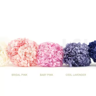 Preserved Hydrangea Light Pink