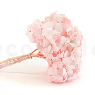 Hortensia stabilis&eacute; Rose P&acirc;le