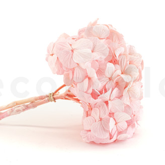 Hortensie Konserviert Kiara - Bridal Pink