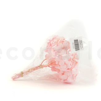 Hortensie Stabilisiert Kiara - Bridal Pink