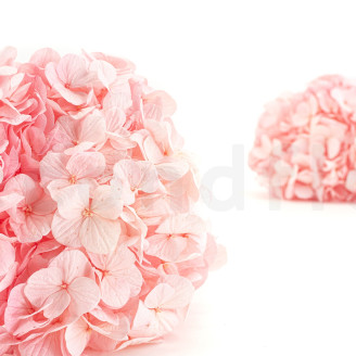 Ortensia preservata Kiara - Bridal Pink