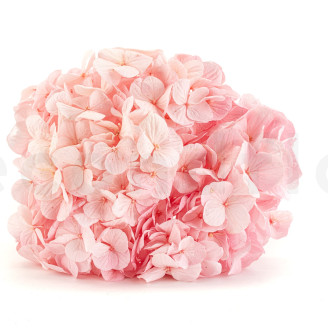 Hortensia preservada Kiara - Bridal Pink