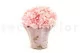 Hortensia stabilis&eacute; Rose P&acirc;le 8