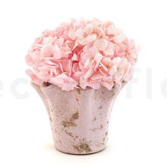 Ortensia stabilizzata Kiara - Bridal Pink