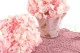 Preserved Hydrangea Light Pink 6