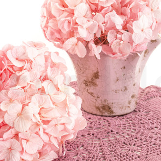 Ortensia stabilizzata Kiara - Bridal Pink