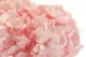 Preserved Hydrangea Light Pink 3