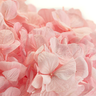 Hortensia Stabilis&eacute; Kiara - Bridal Pink