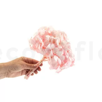 Hortensia stabilis&eacute; Rose P&acirc;le