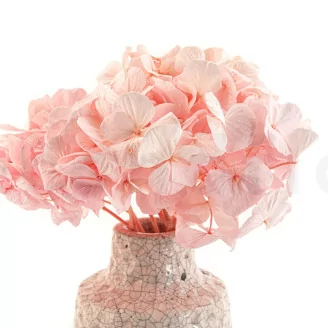 Hortensia stabilis&eacute; Rose P&acirc;le