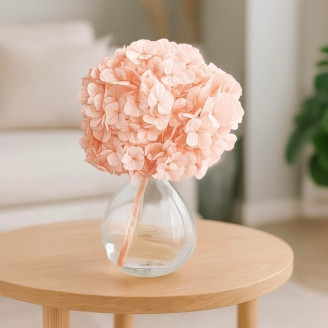 Hortensia preservada Kiara - Pink Blush