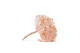 Konservierte Hortensie Puderrosa 10