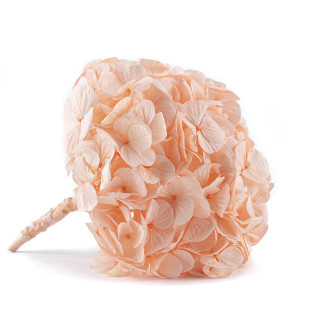 Hortensia preservada Kiara - Pink Blush