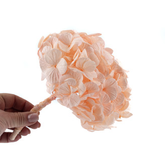 Hortensia preservada Kiara - Pink Blush