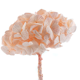 Preserved Hydrangea Kiara - Pink Blush