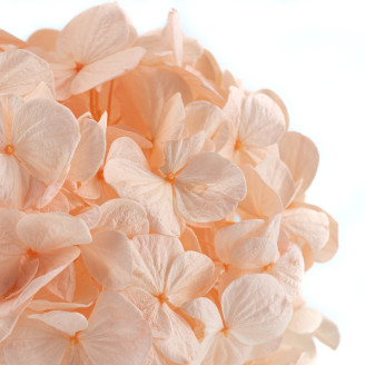 Ortensia preservata Kiara - Pink Blush