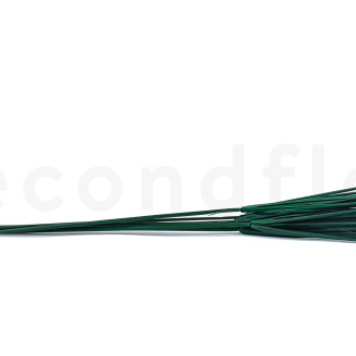 Papyrus Stabilized - 7 stems - Green