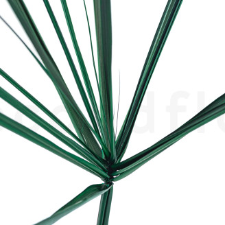 Papyrus Stabilized - 7 stems - Green