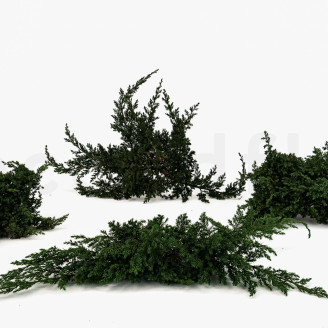 Juniper Stabilized - Green
