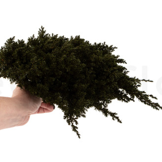Juniperus Stabilis&eacute; - Vert