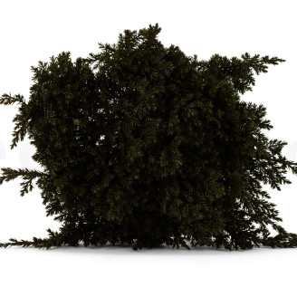 Juniperus Stabilis&eacute; - Vert