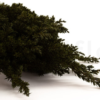Juniperus Stabilisiert - Gr&uuml;n