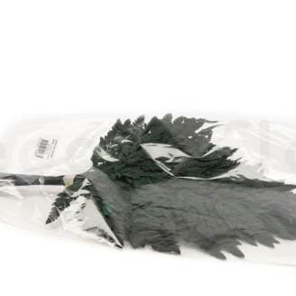 Felce Cuoio stabilizzata - Verde