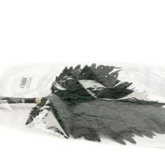 Foug&egrave;re Cuir stabilis&eacute;e