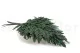 Preserved Leather Fern 10