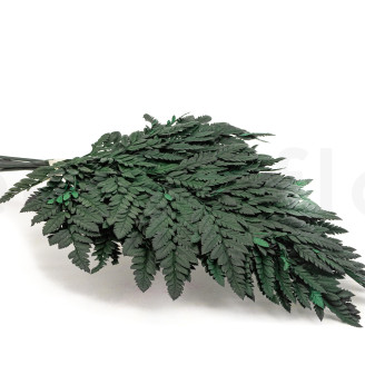 Felce Cuoio preservata - Verde