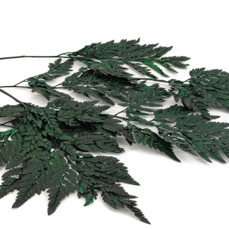 Leather Fern Preserved - Green
