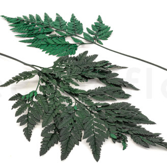 Leather Fern Preserved - Green