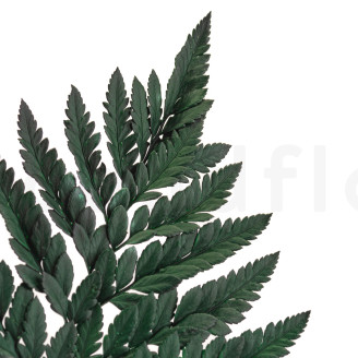 Felce Cuoio stabilizzata - Verde