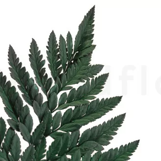 Preserved Leather Fern