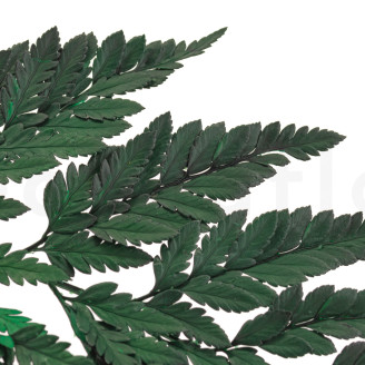 Foug&egrave;re Cuir Stabilis&eacute;e - Vert