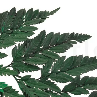 Preserved Leather Fern