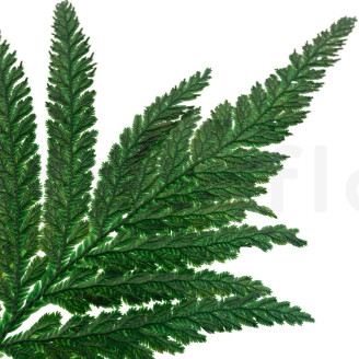 Helecho de Pluma Preservado - Verde